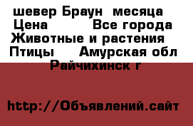 шевер Браун 2месяца › Цена ­ 200 - Все города Животные и растения » Птицы   . Амурская обл.,Райчихинск г.